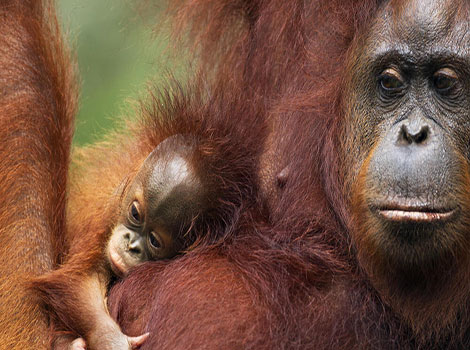 orangutan primate rainforest and swinging behavior