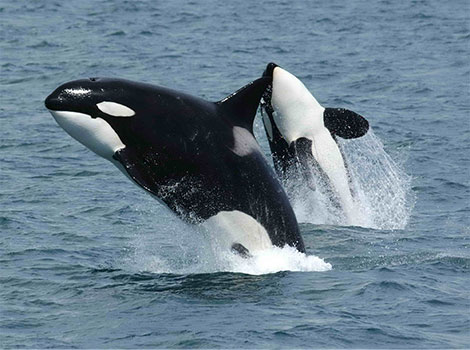 orca breaching behavior and social marine mammal