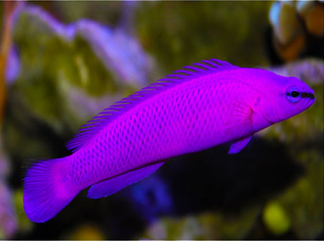 Orchid dottyback fish and coral reef habitat