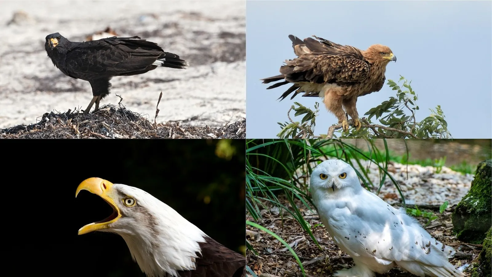 order accipitriformes