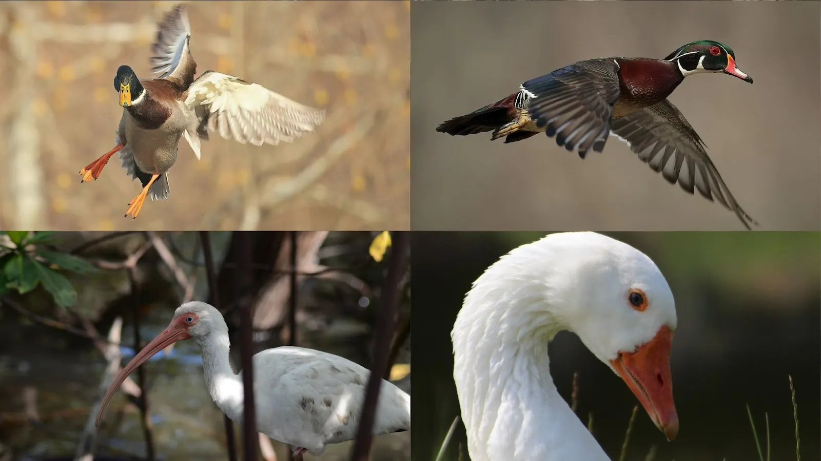order anseriformes