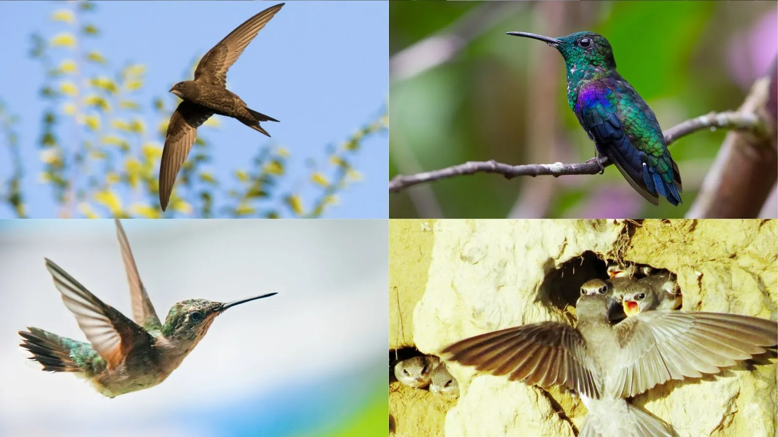 order apodiformes