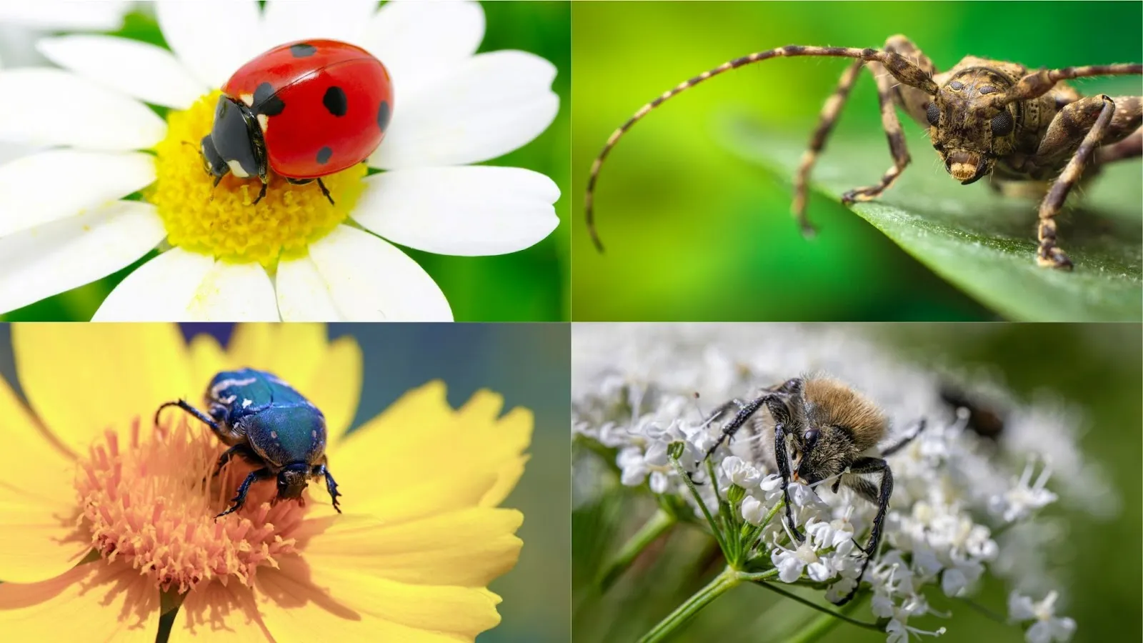 order coleoptera beetles