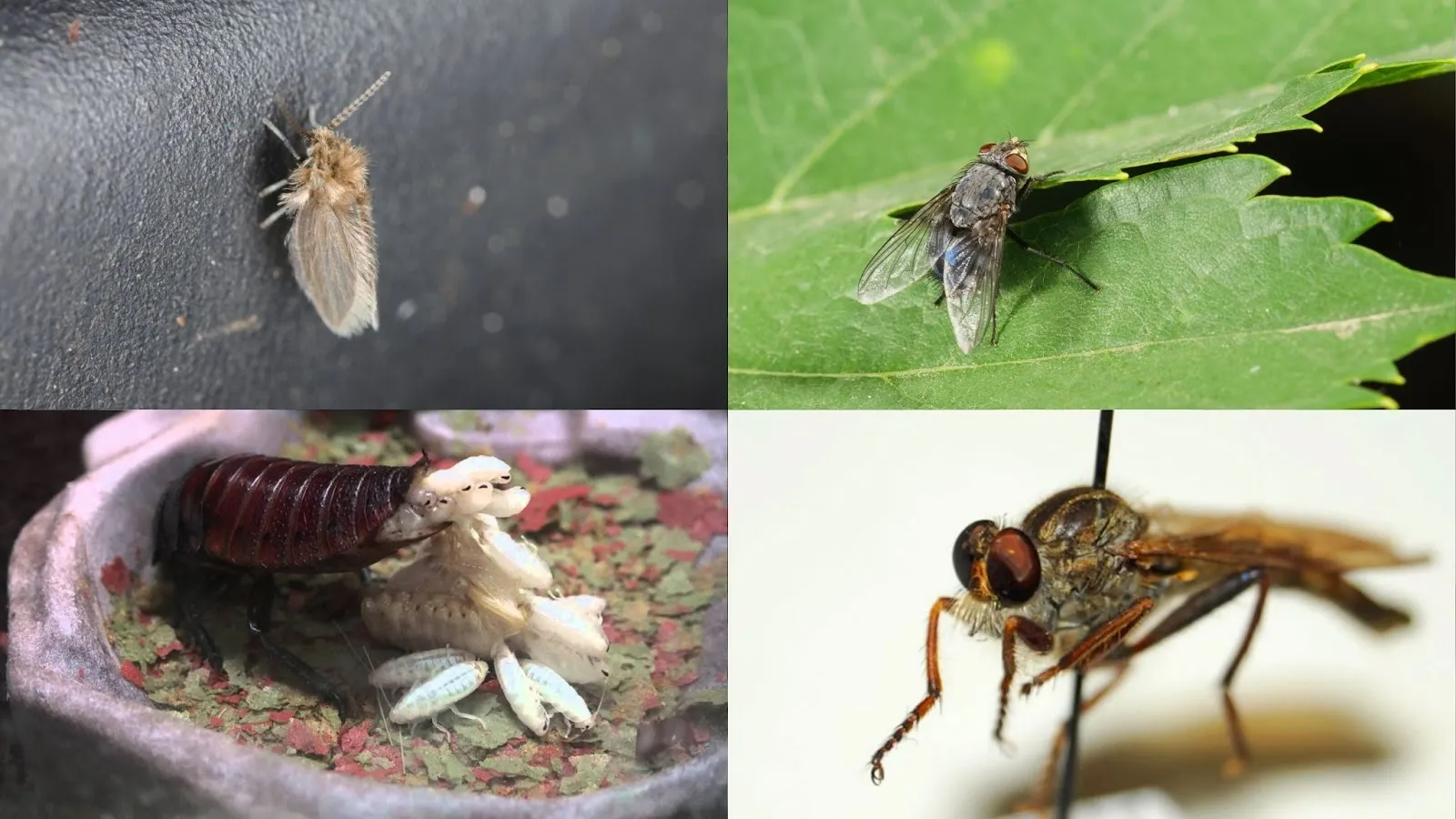 order diptera
