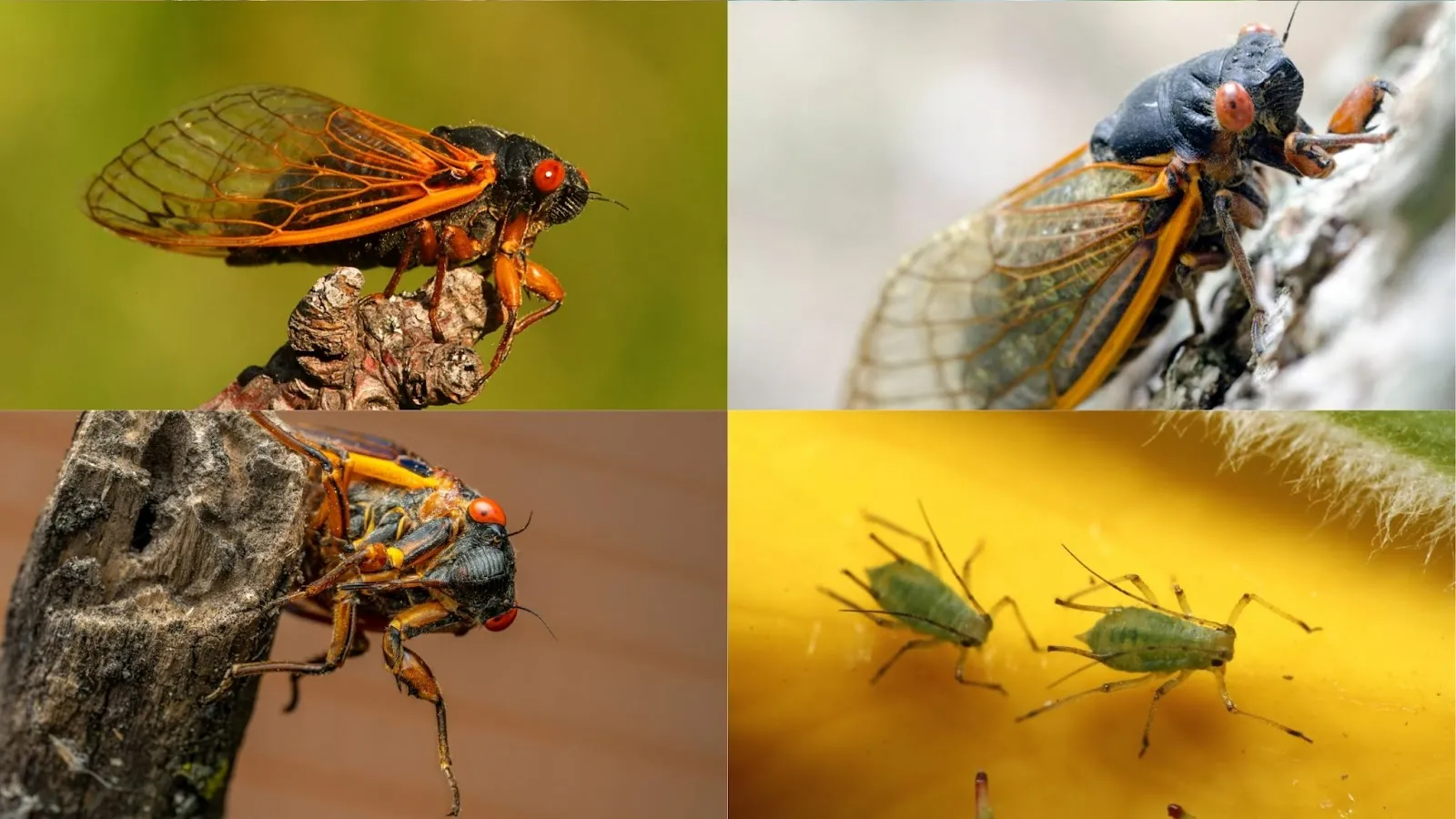 order hemiptera
