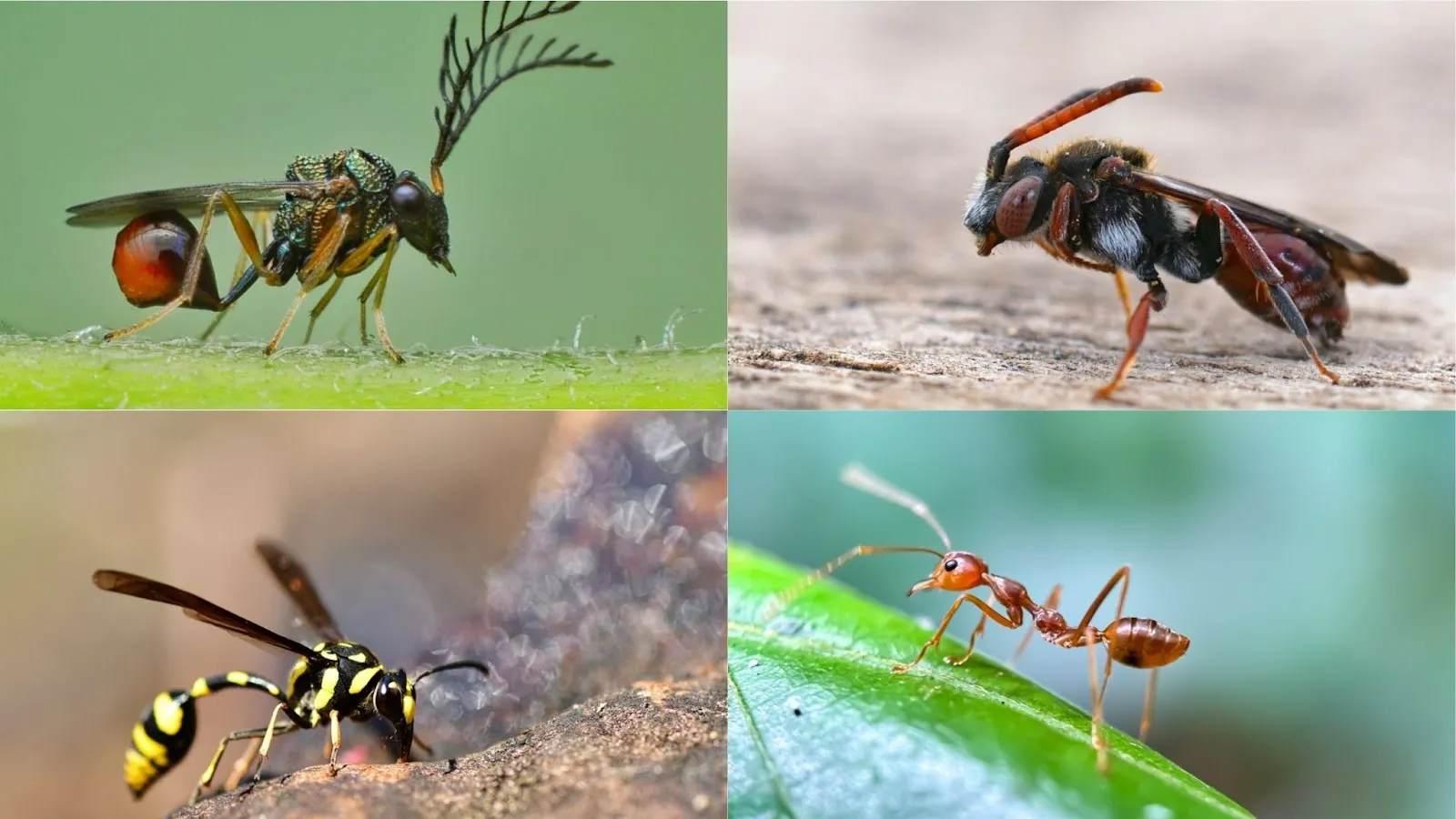 order hymenoptera