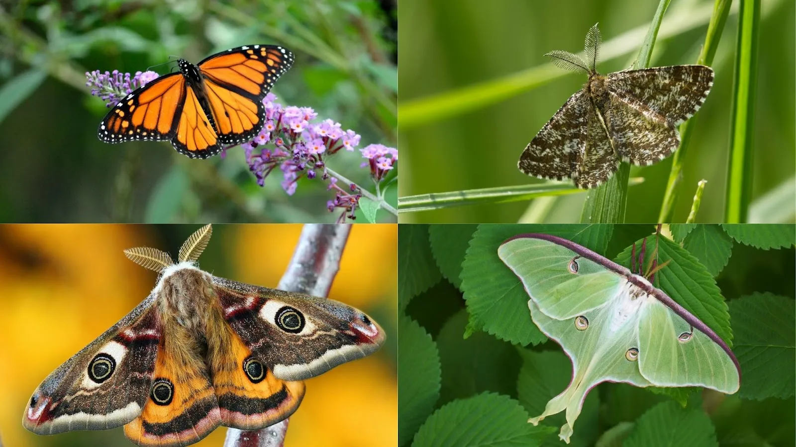 order lepidoptera