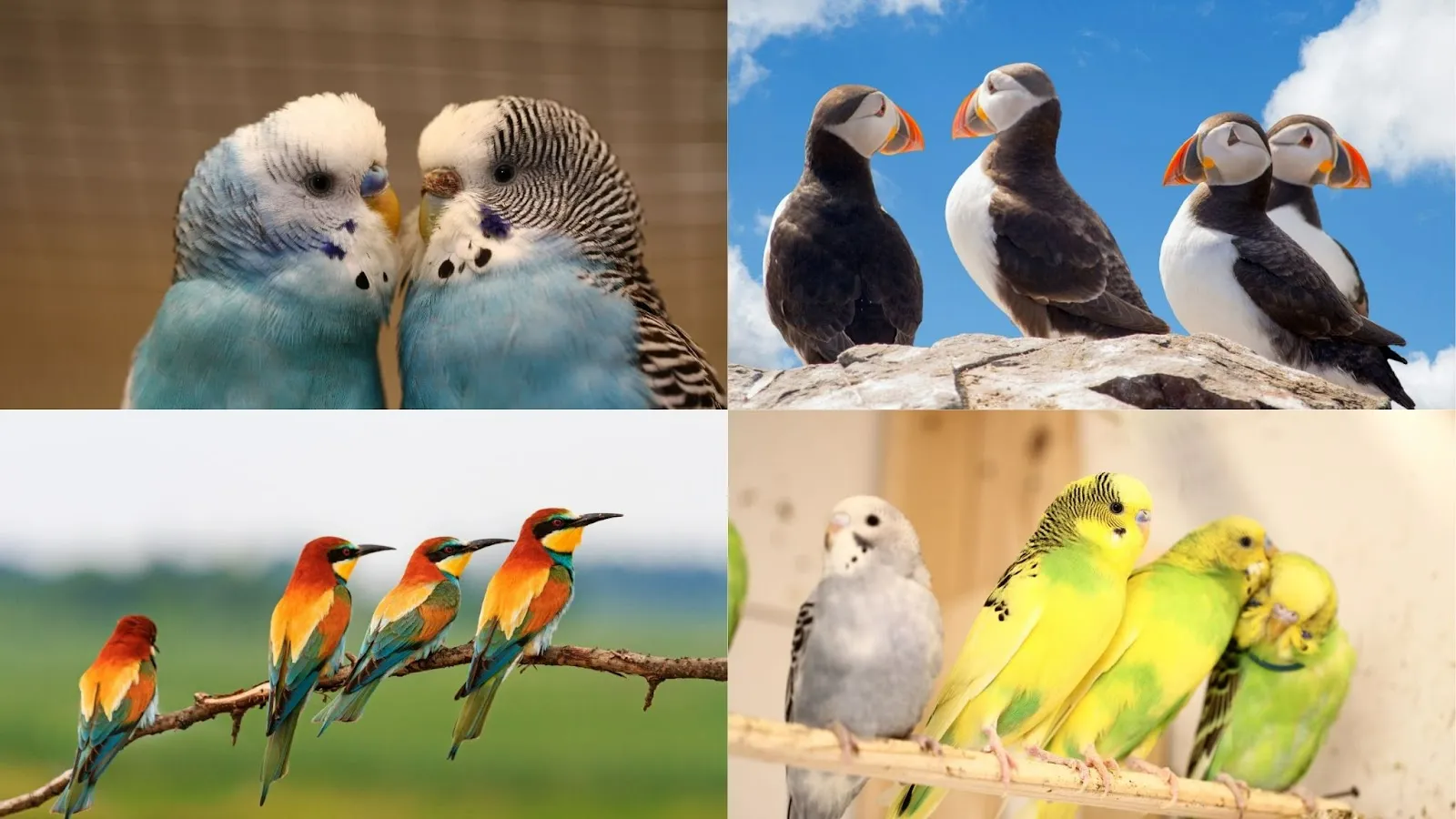 order passeriformes