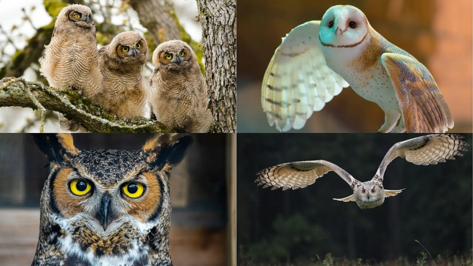 order strigiformes