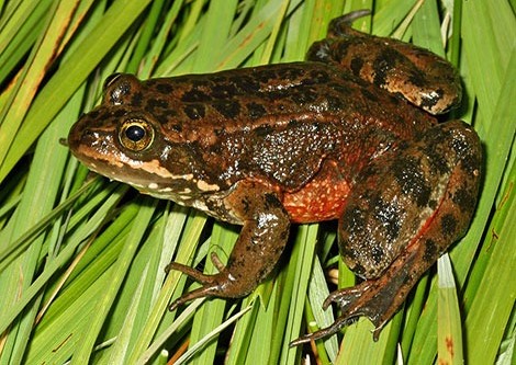 Oregon spotted frog in wetland and marsh environment