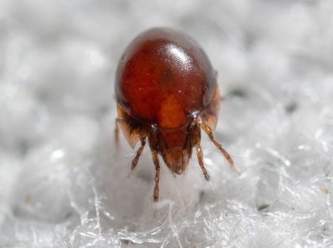 Oribatid mite decomposition and soil health