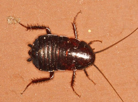 Oriental cockroach in dark damp urban habitats