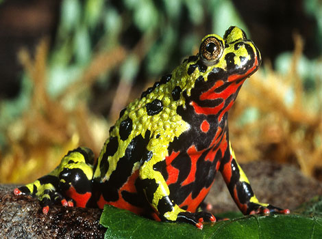 oriental fire-bellied toad bright and toxic defense