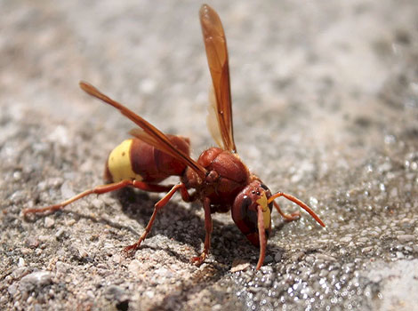 oriental hornet predator and insect habitat