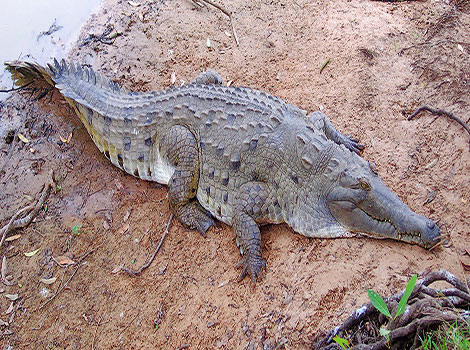orinoco crocodile critically endangered and basking