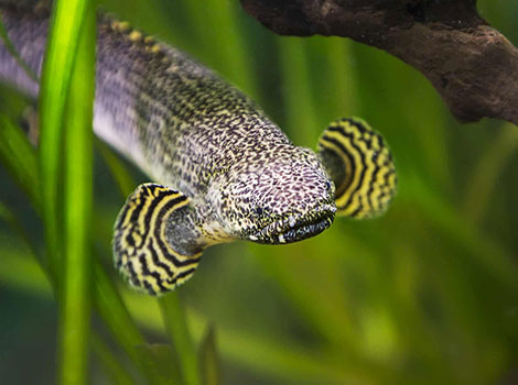Ornate bichir freshwater fish and lung adaptation