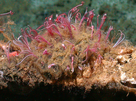 osedax zombie worms and whale bone decomposition