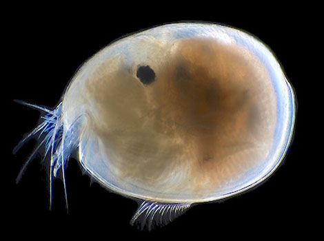 ostracod crustacean with bivalve-like shell
