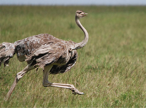 ostrich flightless bird and fast runner in savanna