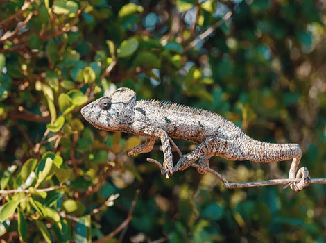 oustalet's chameleon largest species and camouflage