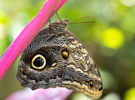 Owl butterfly with mimicry wing patterns and forest