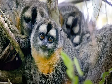 owl monkey nocturnal primate and tree habitat