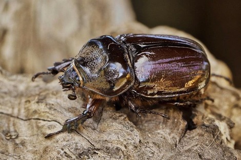 Ox - Beetle with a special appearance