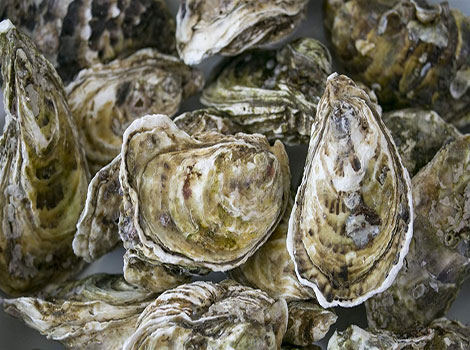 oyster bivalve mollusk and water filtration