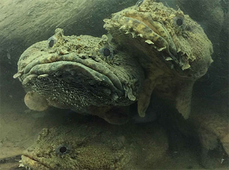Oyster toadfish and bottom-dwelling habits