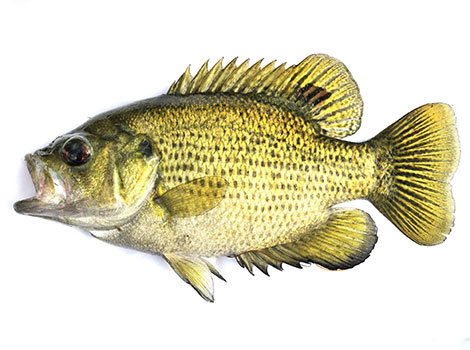 Ozark bass fish and rocky stream habitat