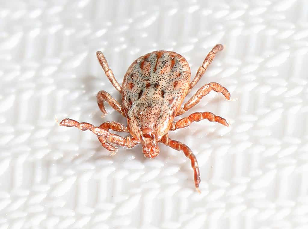 Pacific Coast Tick in grassland habitat.