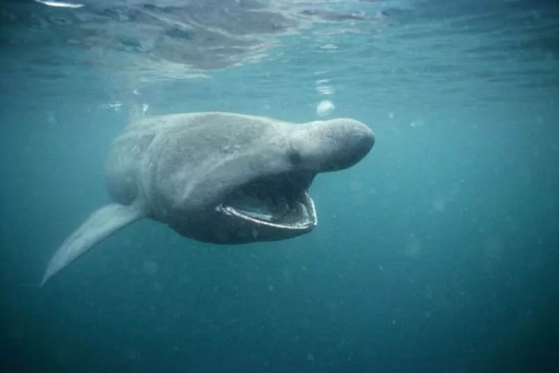 Pacific Sleeper Shark