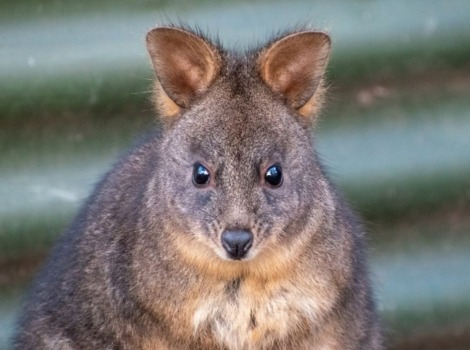 Pademelon marsupial and forest habitat in Australia