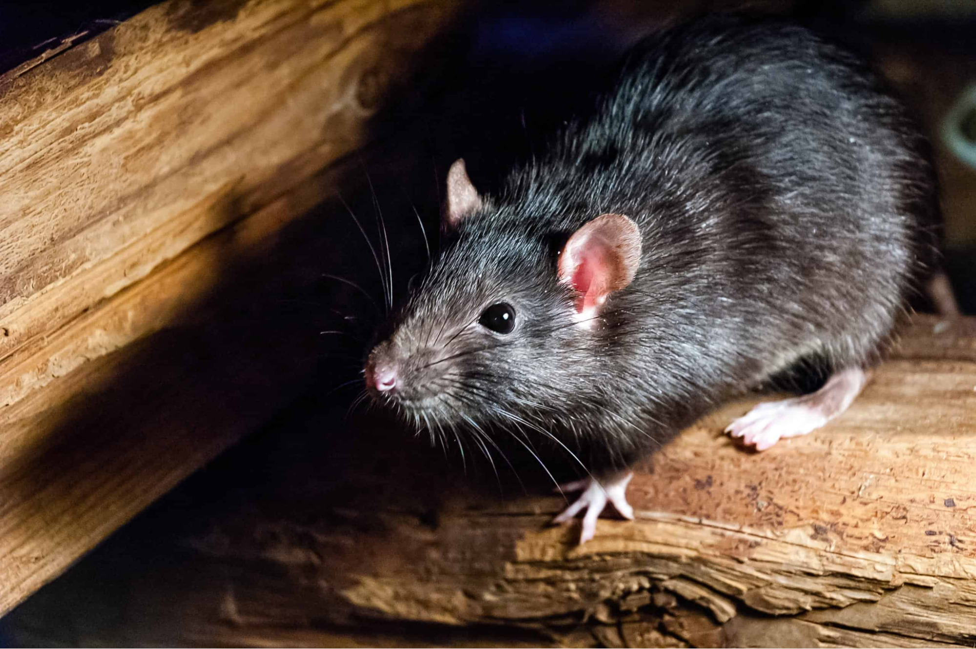 Palm rat tree climbing and urban habitat