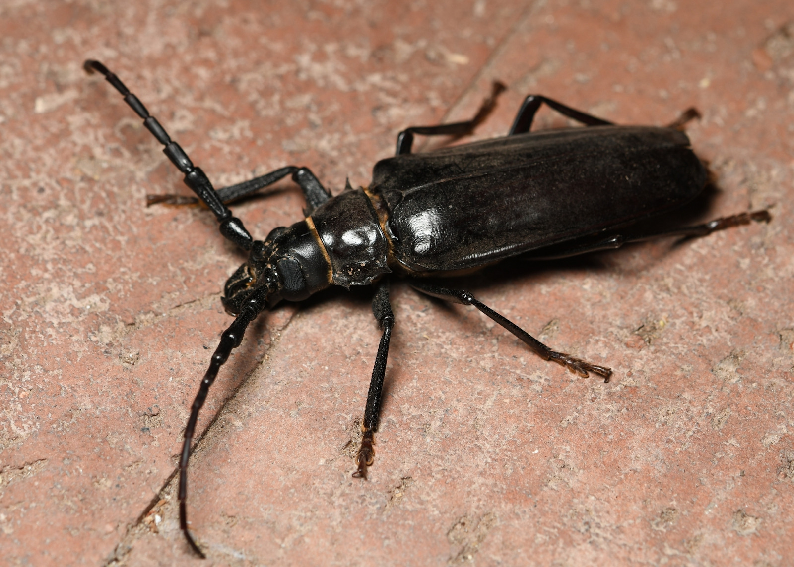 Palo Verde Beetle in desert environment.