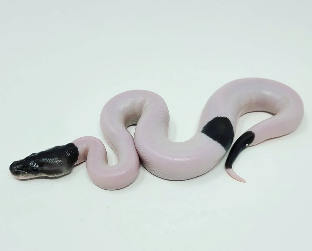 Panda Pied Ball Python