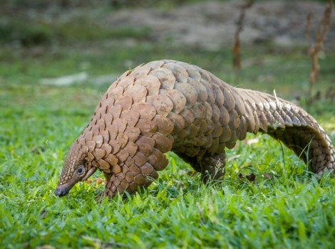 Pangolins (Manis spp.) stand out for their protective keratin scales
