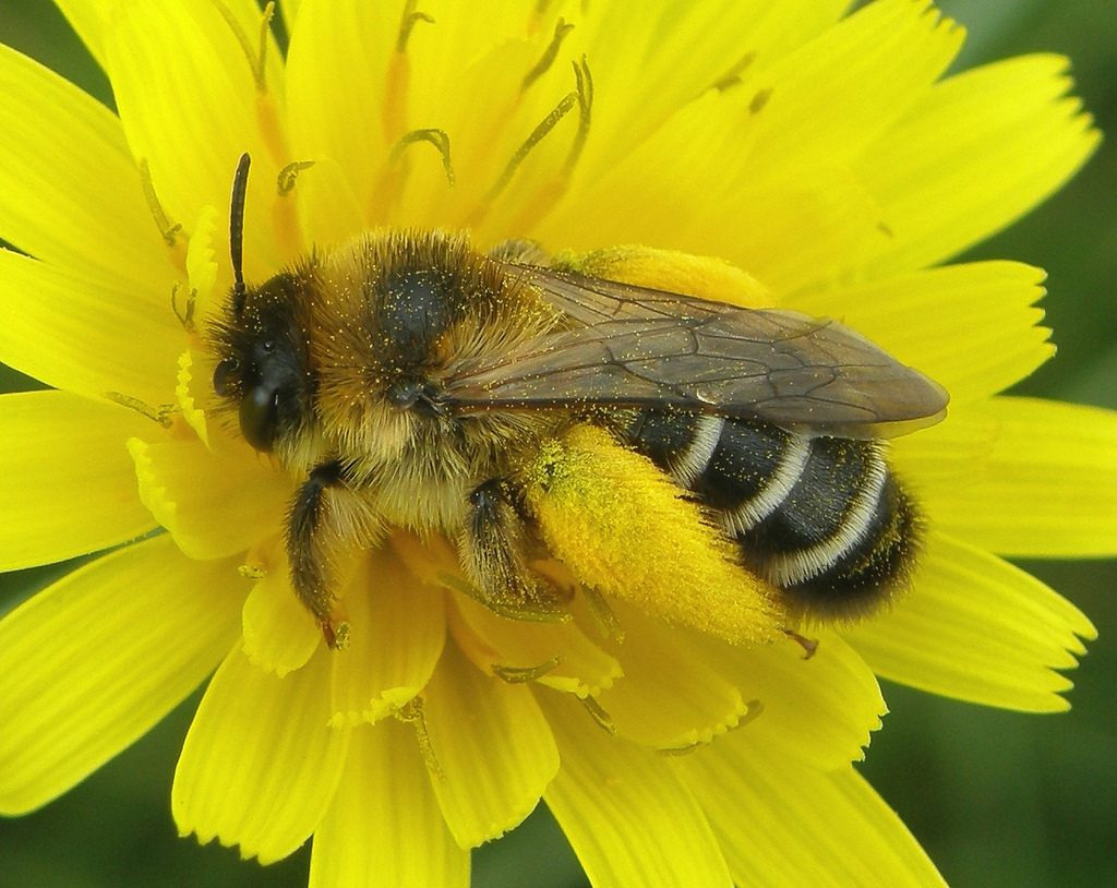 Pantaloon Bee collecting pollen with its fluffy legs.