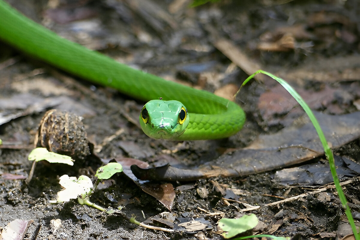 Parrot Snake