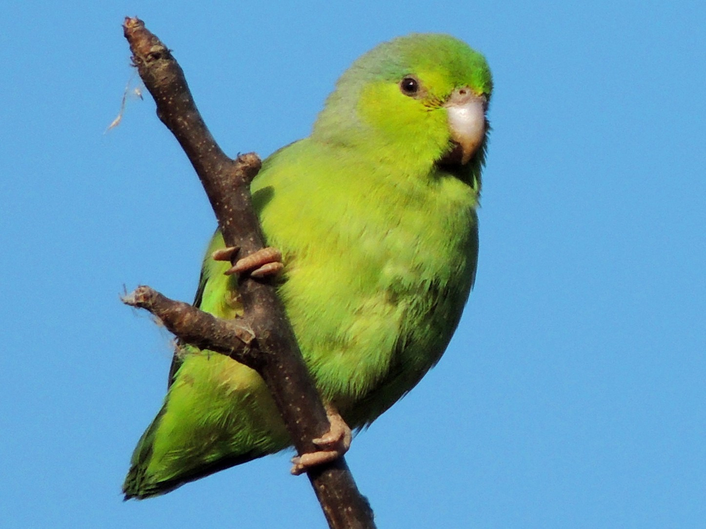 Parrotlet