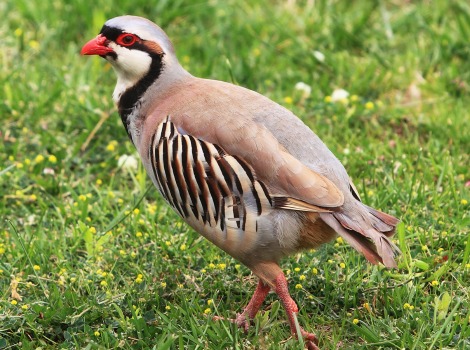 Partridge chukar stands among farmland grasses