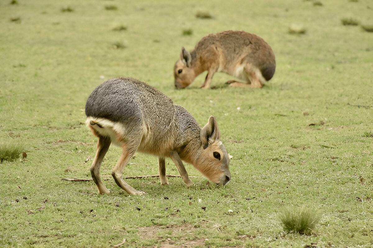 Patagonian mara grazing and grassland habitat