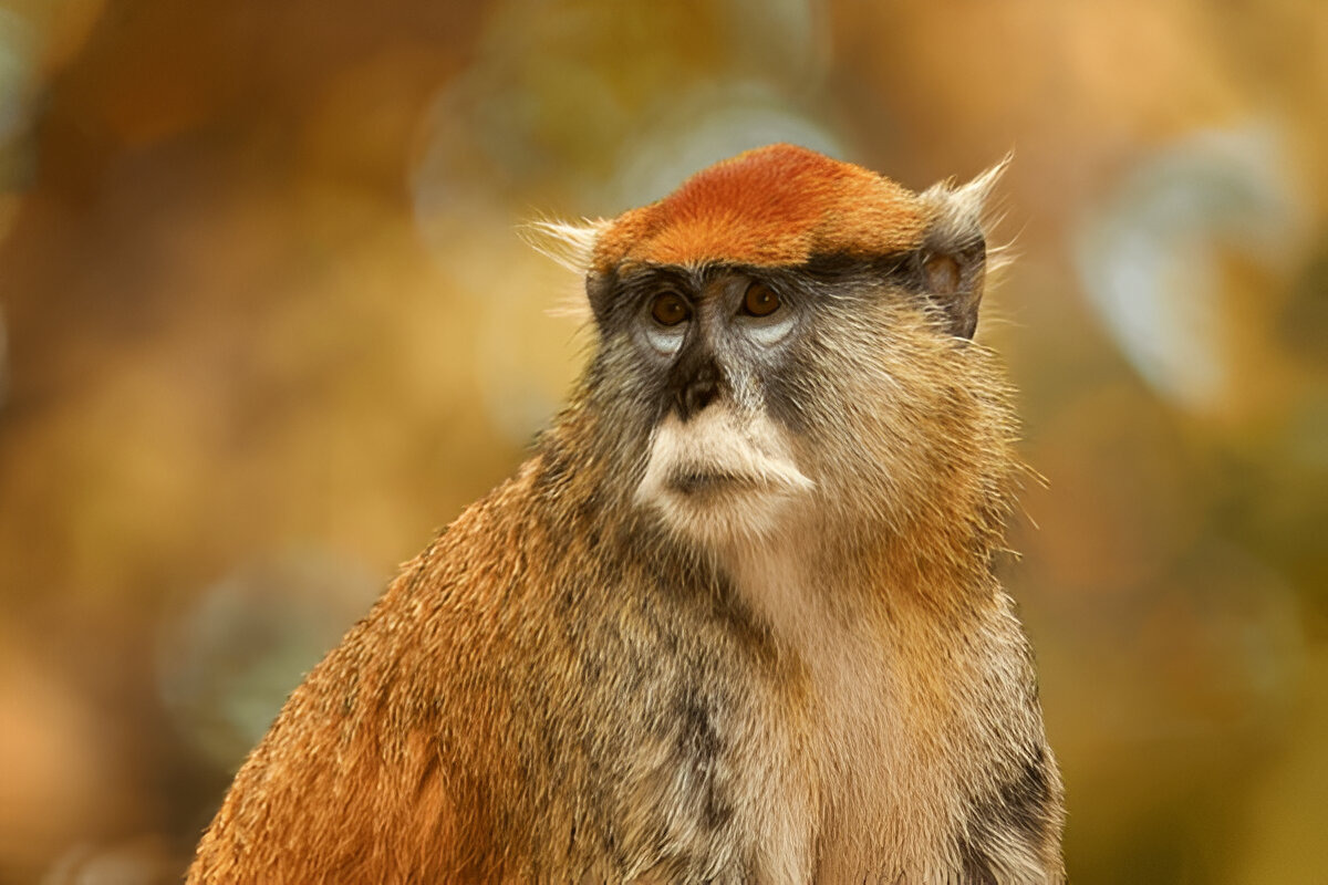 Patas monkey agility and savanna habitat
