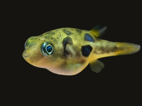 Pea puffer small freshwater fish