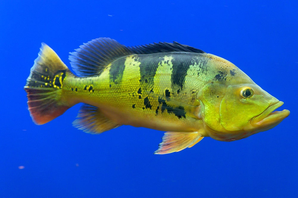 Peacock Bass