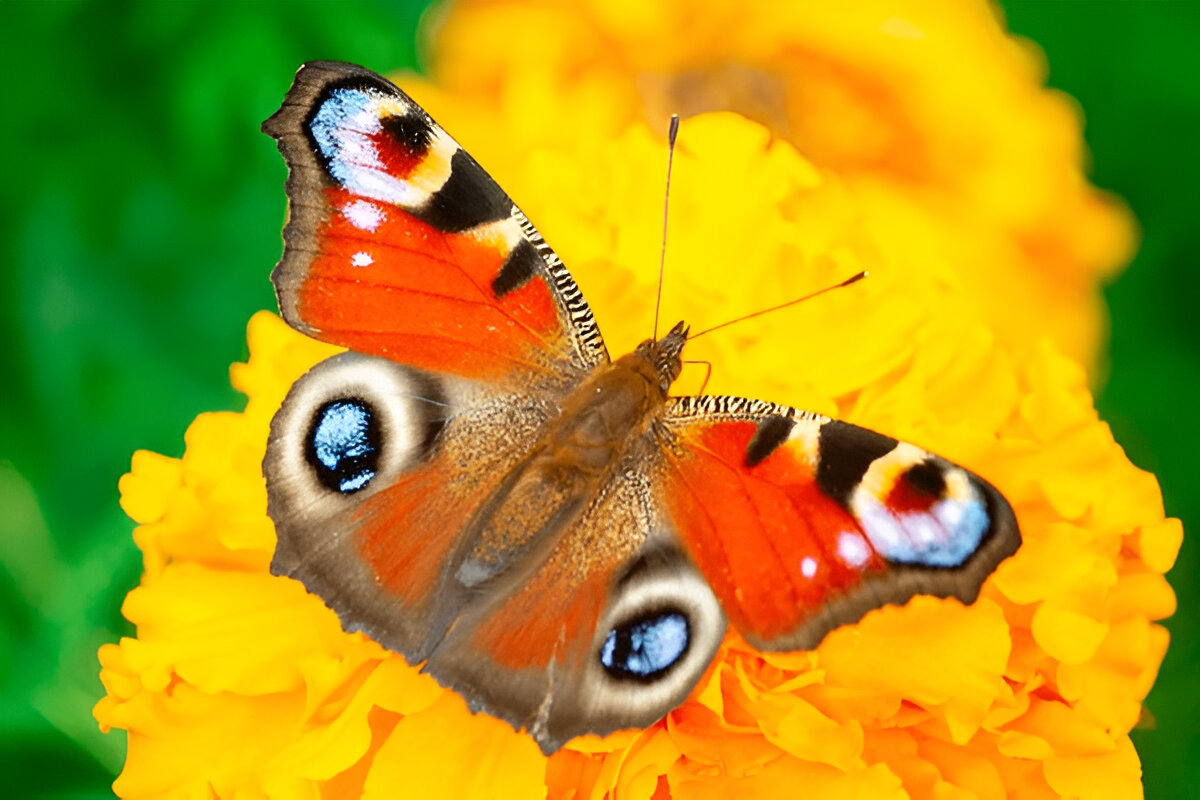 Peacock Butterfly with eye-like spots on its wings.