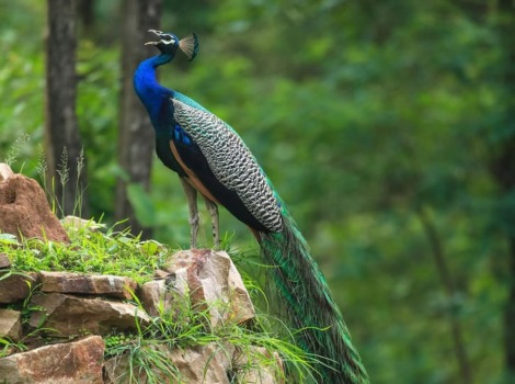 Peacock feathers and vibrant plumage display