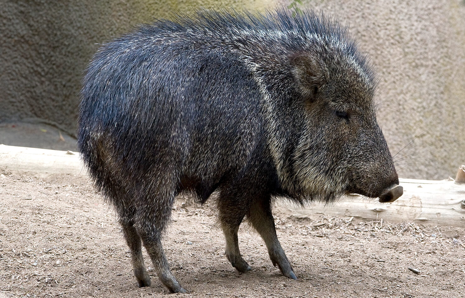 Peccary foraging behavior and scrubland habitat