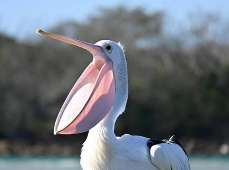 Pelican fishing technique and throat pouch behavior
