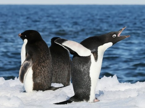 Penguin species and Antarctic ice habitat
